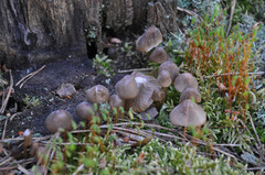 Mycena silvae-nigrae