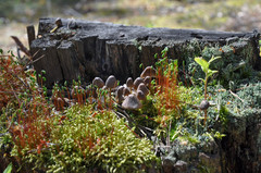 Mycena silvae-nigrae