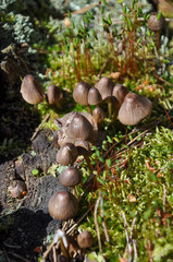Mycena silvae-nigrae