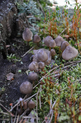 Mycena silvae-nigrae