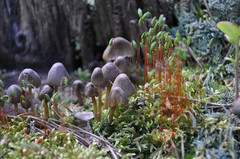 Mycena silvae-nigrae