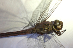 Orthemis ferruginea