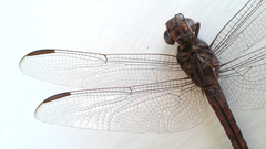 Orthemis ferruginea