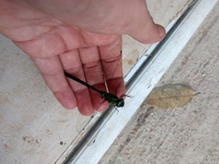 Aeshnidae