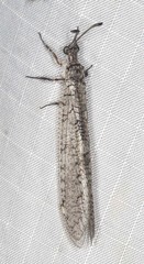 Protoplectron venustum