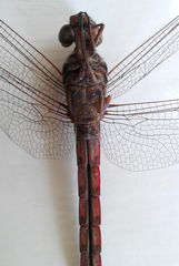 Orthemis ferruginea