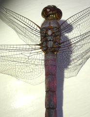 Orthemis ferruginea