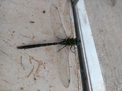 Aeshnidae