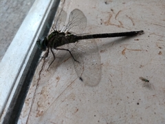 Aeshnidae