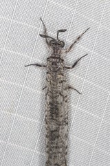 Protoplectron venustum