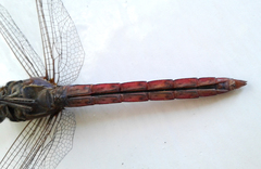 Orthemis ferruginea