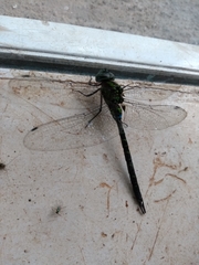 Aeshnidae