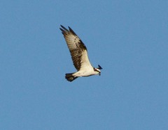 Pandion haliaetus