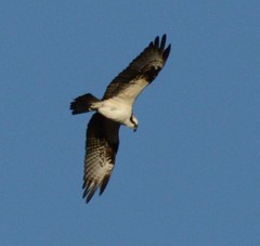 Pandion haliaetus