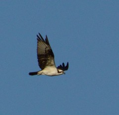 Pandion haliaetus