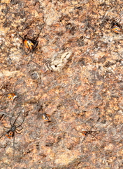 Latrodectus curacaviensis