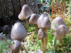 Mycena silvae-nigrae