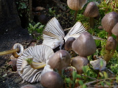 Mycena silvae-nigrae