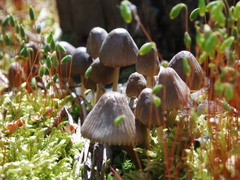 Mycena silvae-nigrae