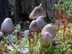 Mycena silvae-nigrae