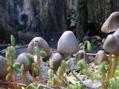 Mycena silvae-nigrae