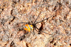 Latrodectus curacaviensis