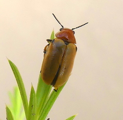 Antipus rufus