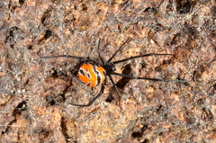 Latrodectus curacaviensis