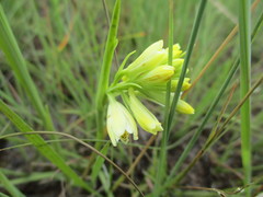 Eulophia leontoglossa