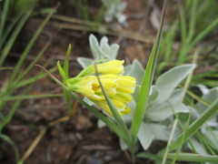 Eulophia leontoglossa