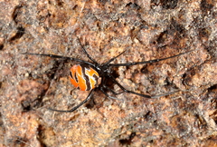 Latrodectus curacaviensis