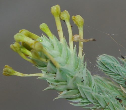 Crucianella maritima image