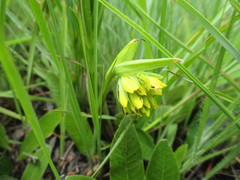 Eulophia leontoglossa