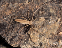 Tibelloides