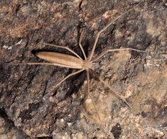 Tibelloides
