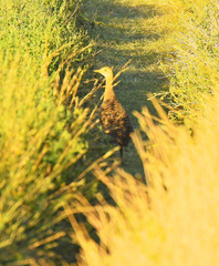 Rhynchotus rufescens