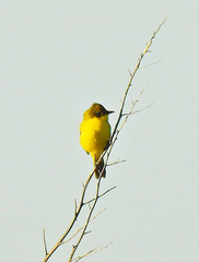 Pseudocolopteryx acutipennis