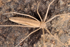 Tibelloides