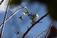 Ipomoea intrapilosa