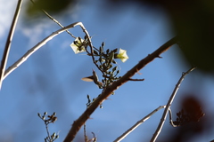 Ipomoea intrapilosa