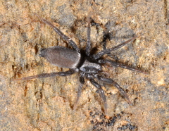 Apopyllus