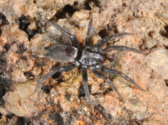 Apopyllus suavis