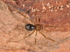 Eidmannella pallida