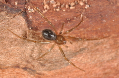 Eidmannella pallida