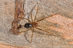 Eidmannella pallida