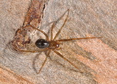 Eidmannella pallida