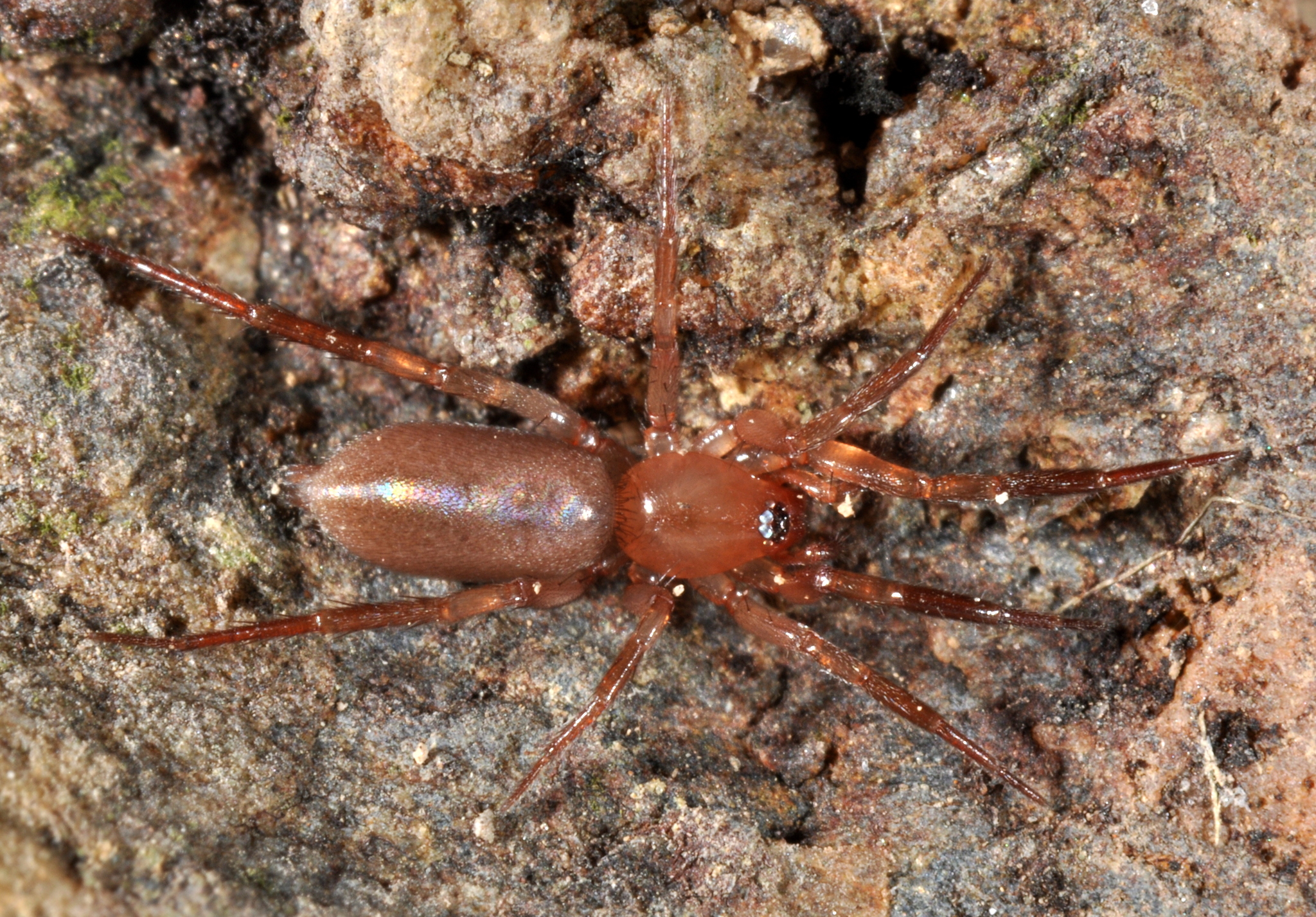 Género Camillina · iNaturalist Mexico