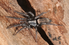 Apopyllus suavis
