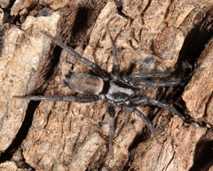 Apopyllus suavis