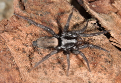 Apopyllus suavis